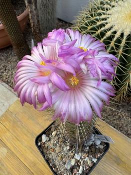 Preview: Thelocactus bolaensis